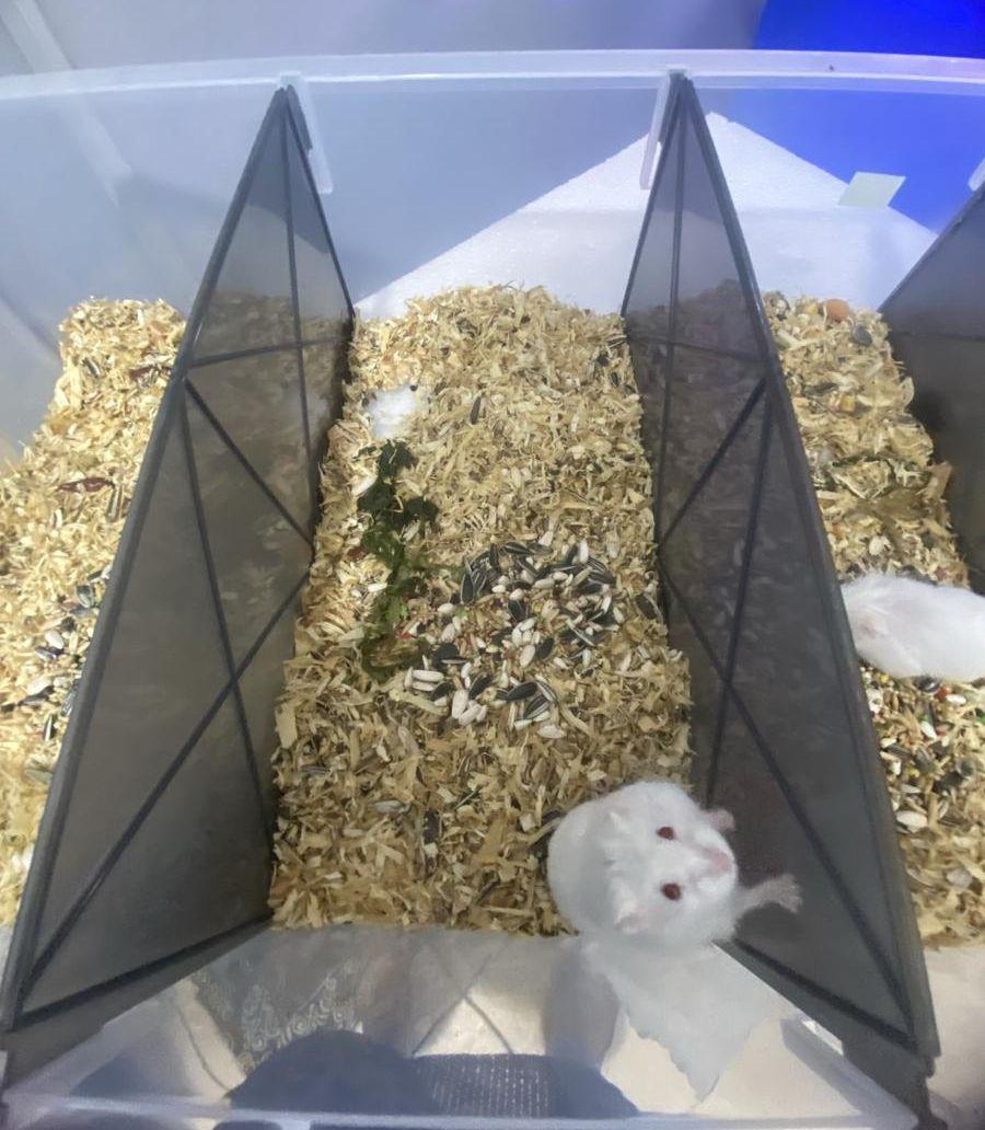 hamster