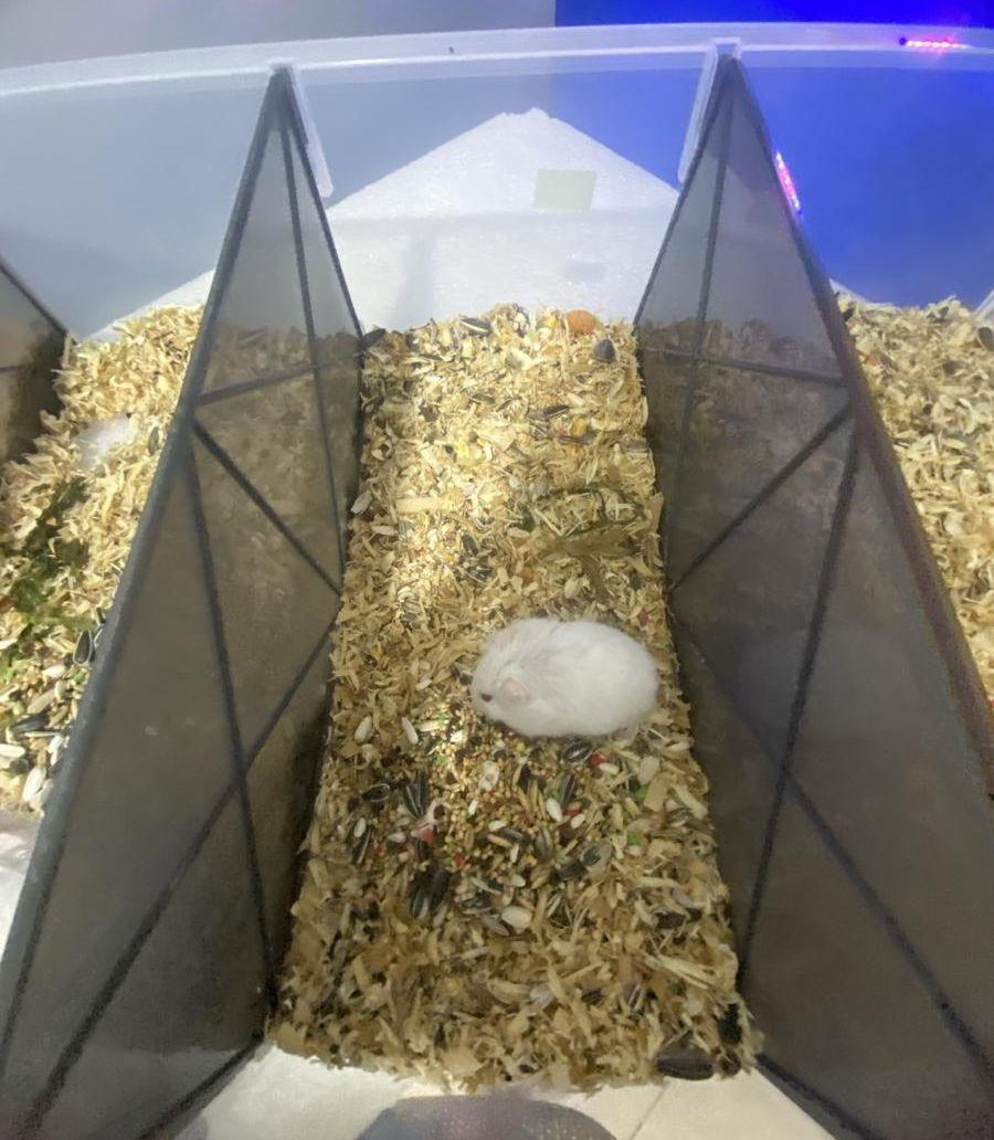 hamster