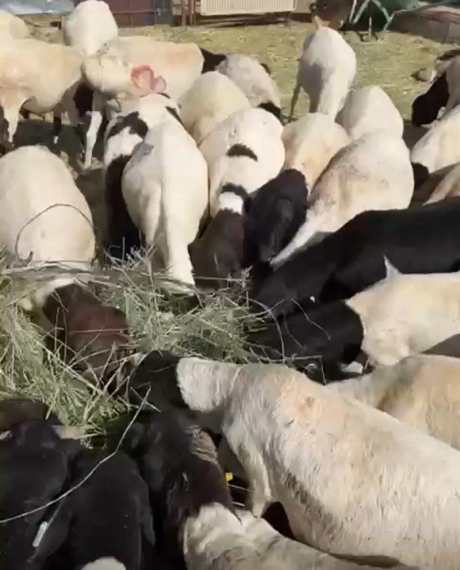 بربري و تيوس