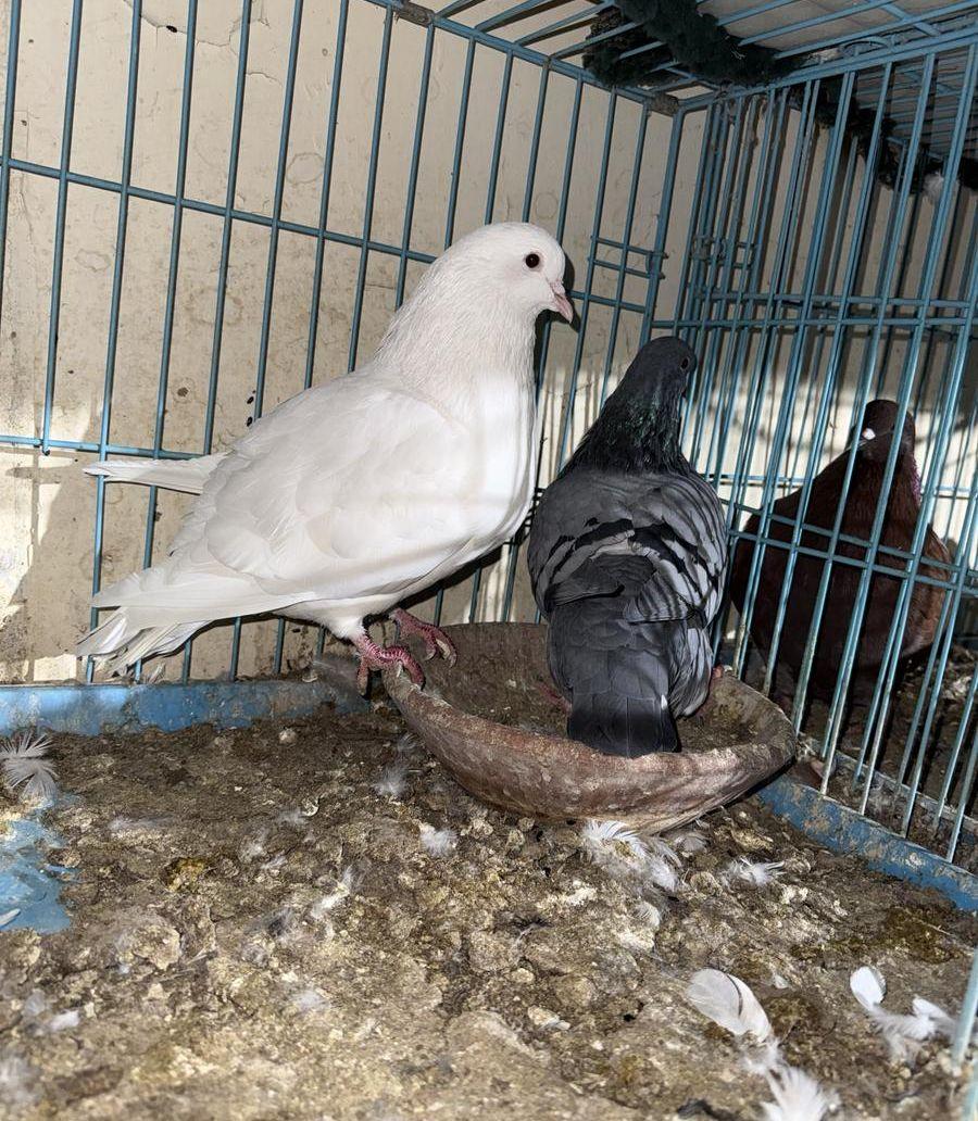 حمام فريش و