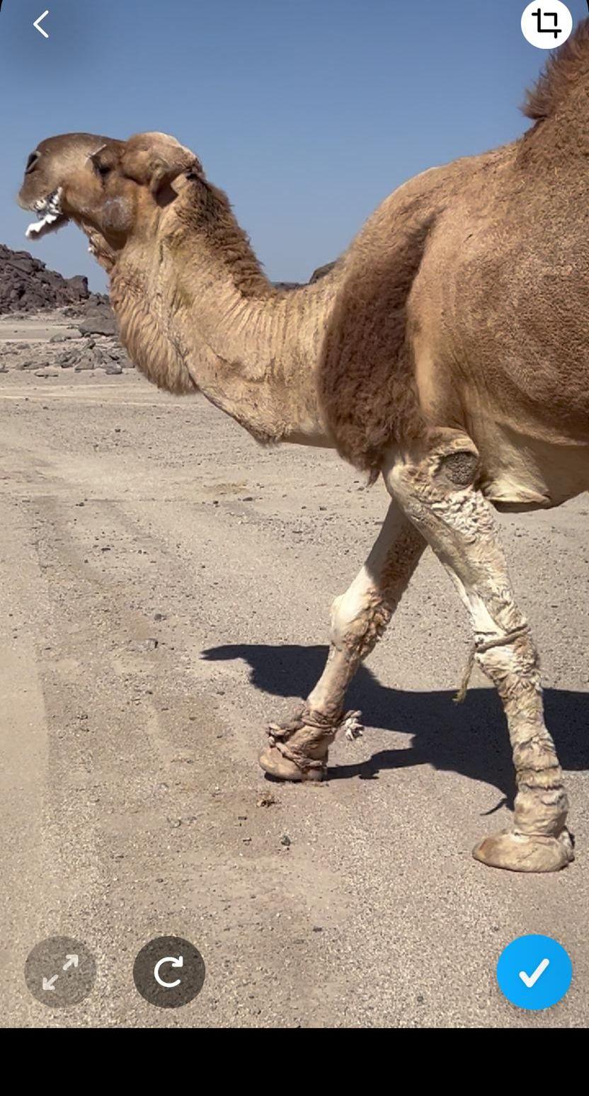 بعير حمر
