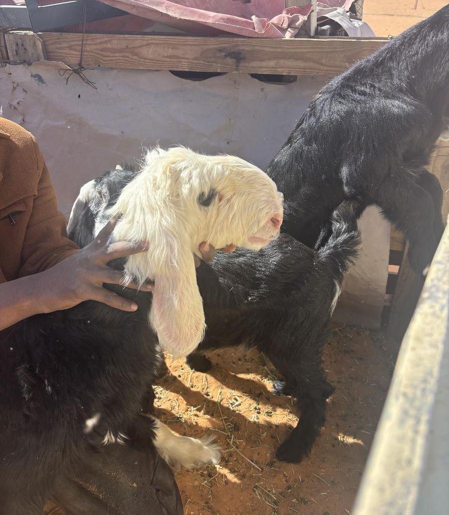 طلي نجدي صنف