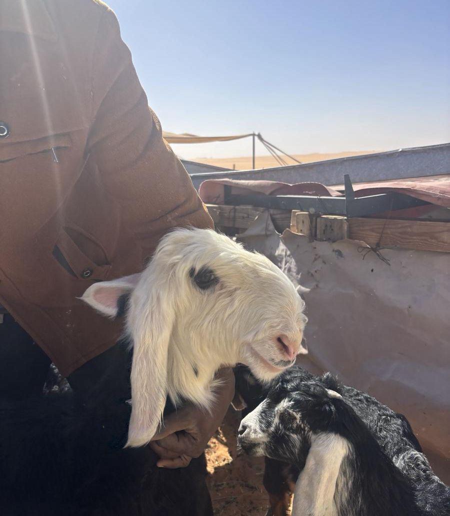 طلي نجدي صنف