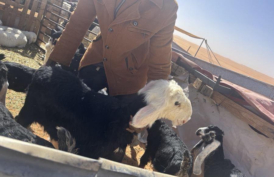 طلي نجدي صنف