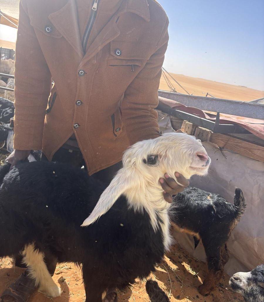 طلي نجدي صنف
