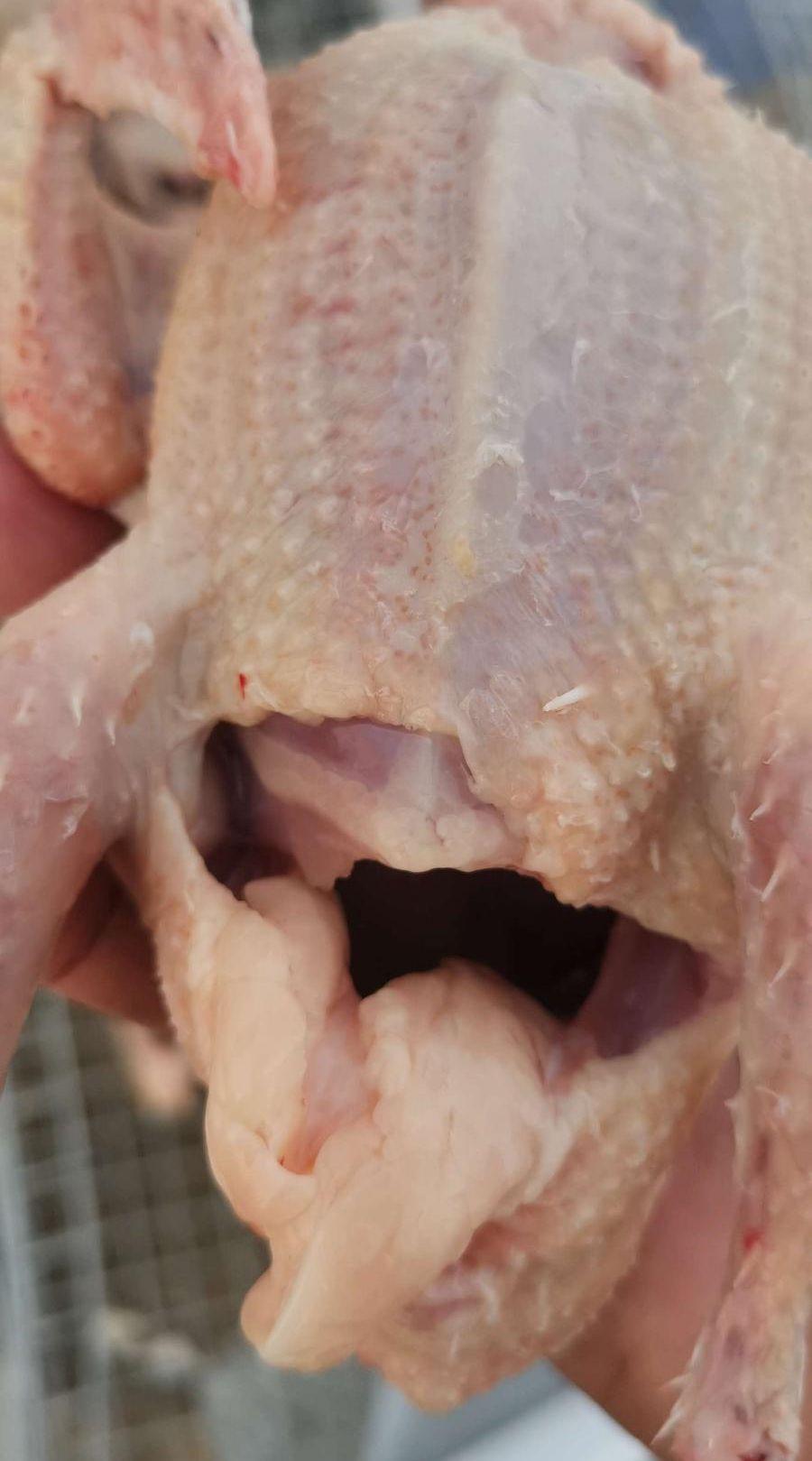 زغاليل فرنسي وزاجل