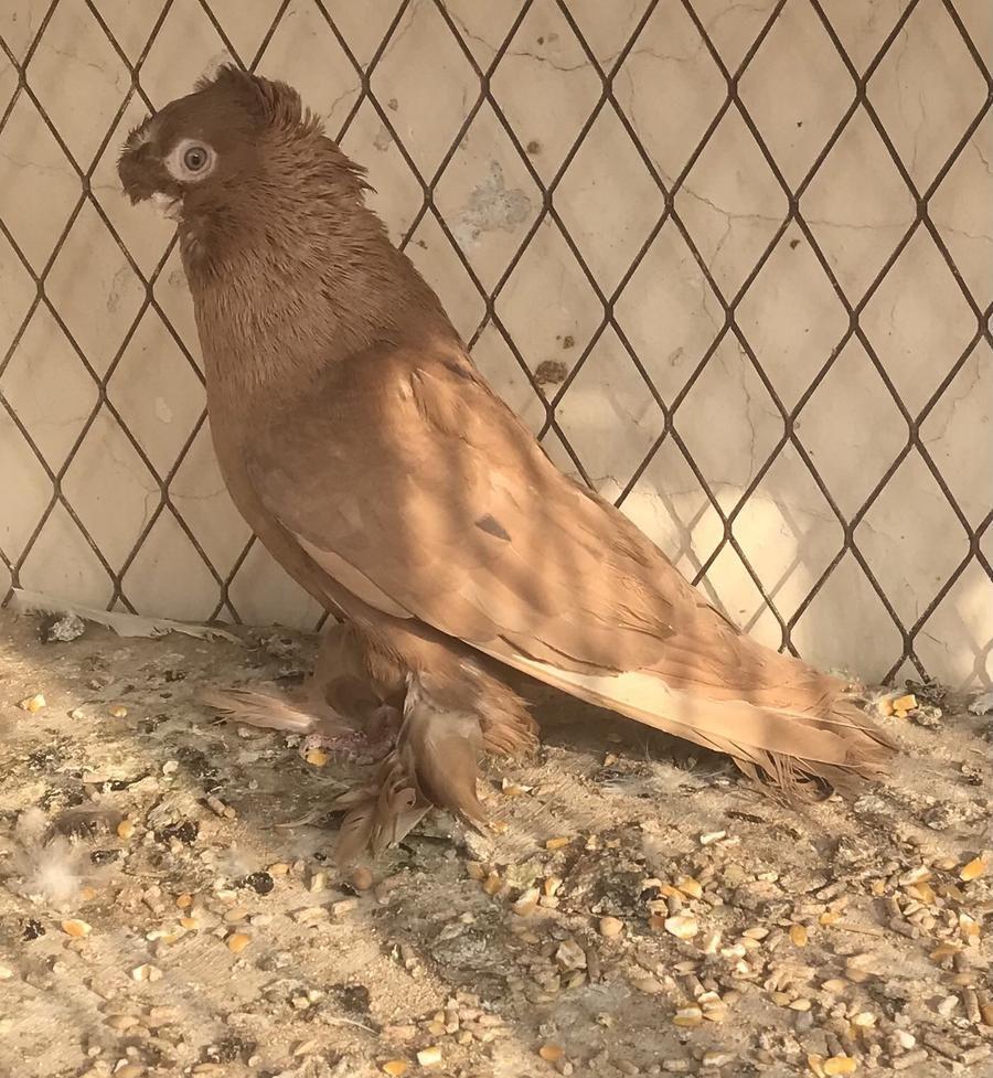 حمام زينه اناثي
