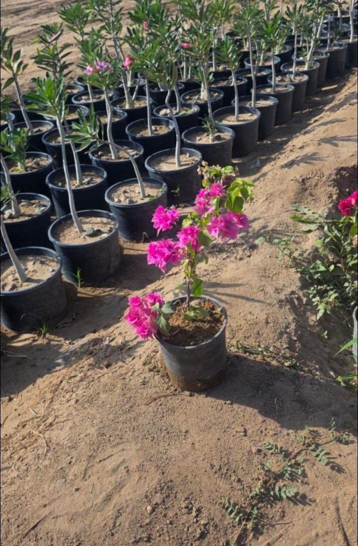 مشتل الجموم الجميع