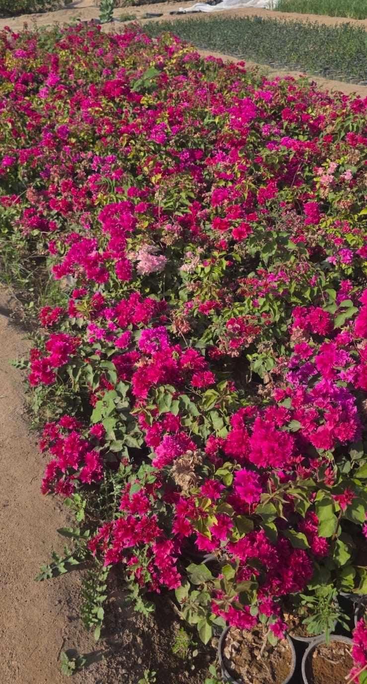 مشتل الجموم الجميع