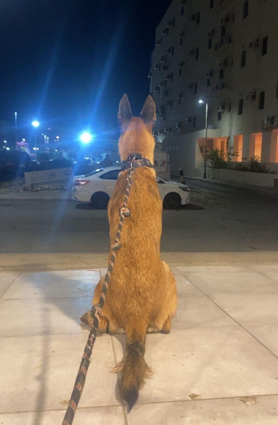 كلبين للبيع بجدة