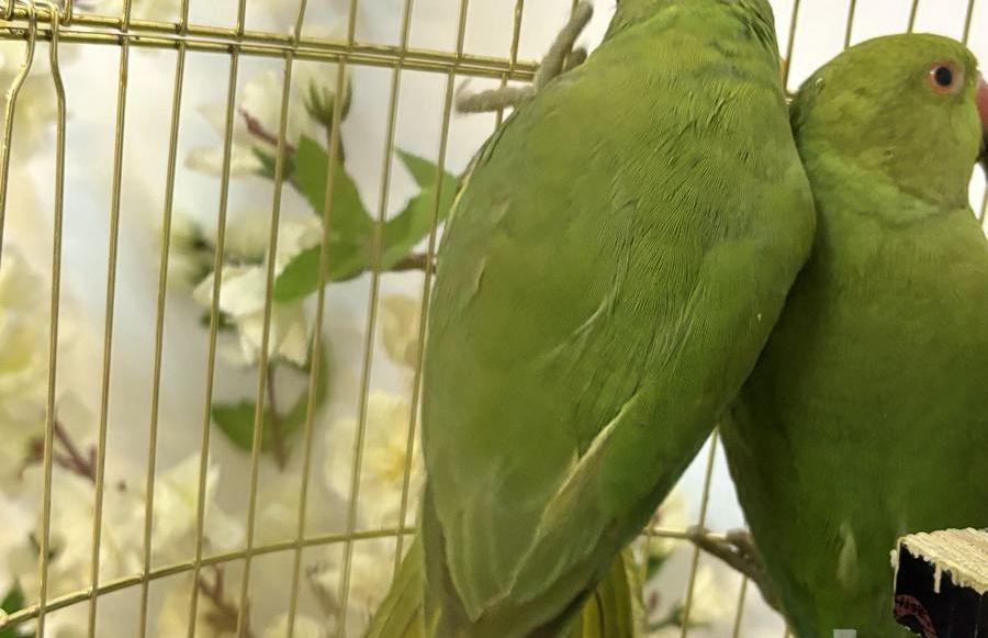 ببغاء دره جوز