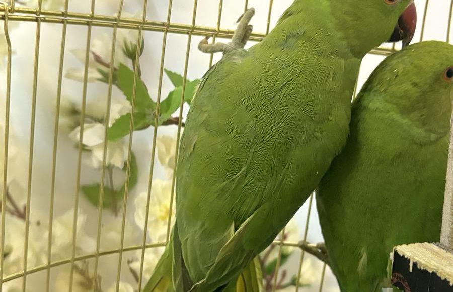 ببغاء دره جوز
