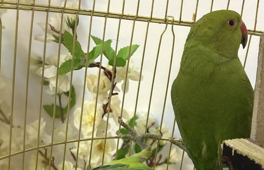 ببغاء دره جوز