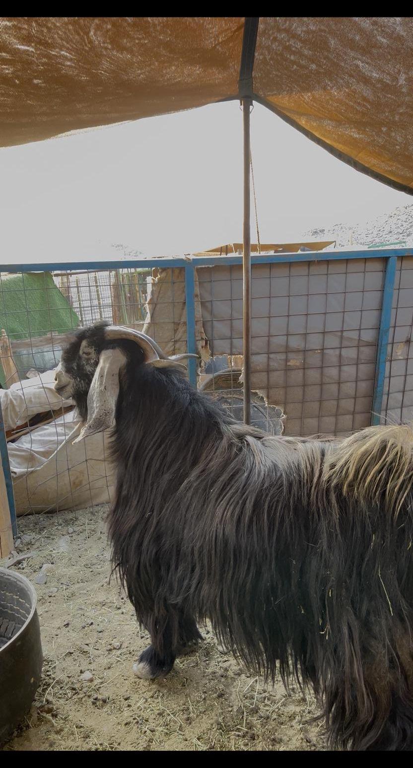 تيس عارضي صنف.