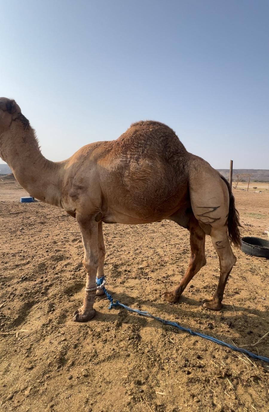 بعير فحل مشروط