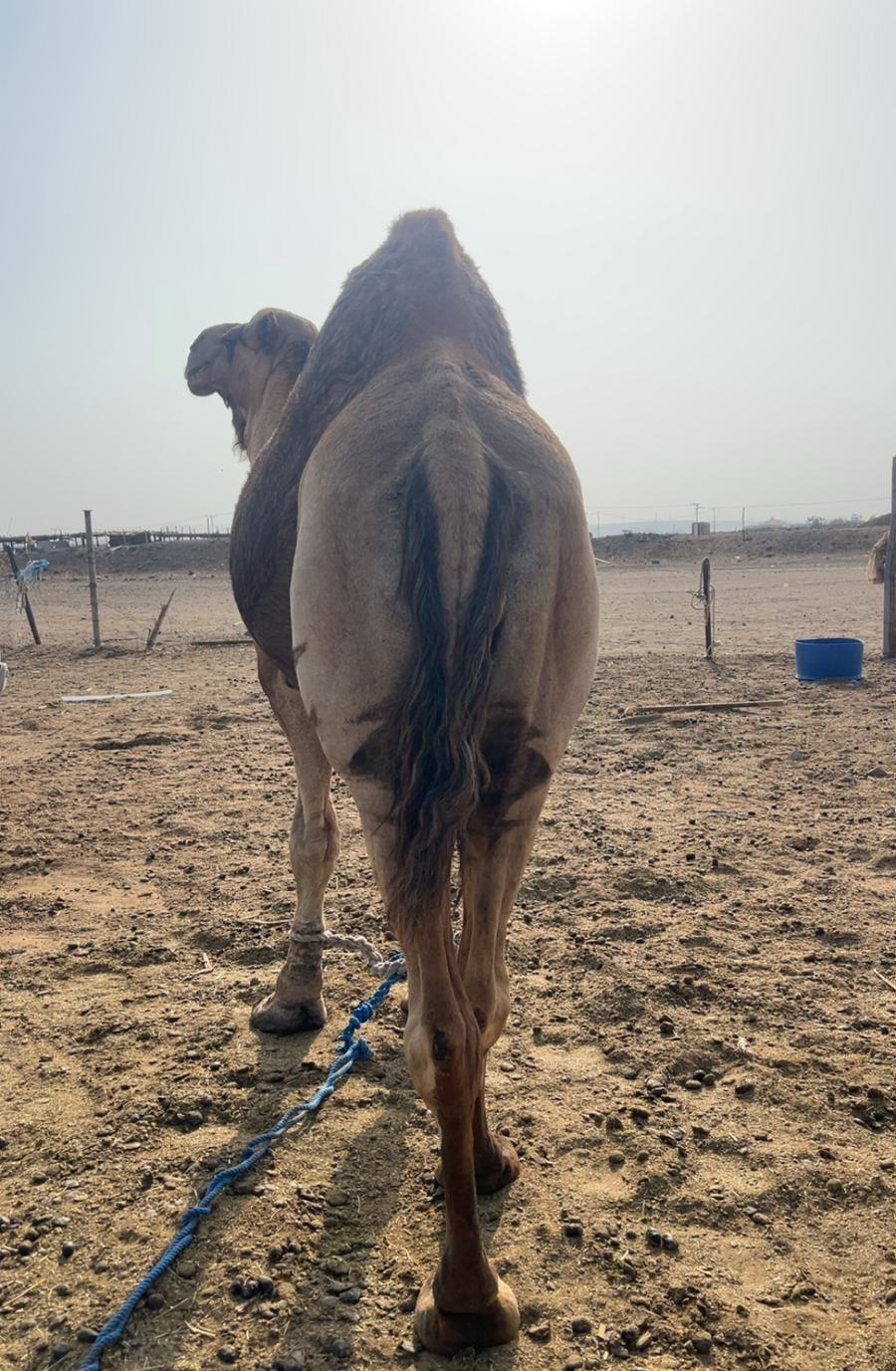 بعير فحل مشروط