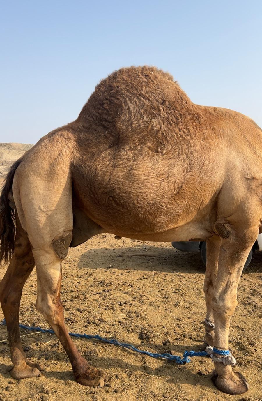 بعير فحل مشروط