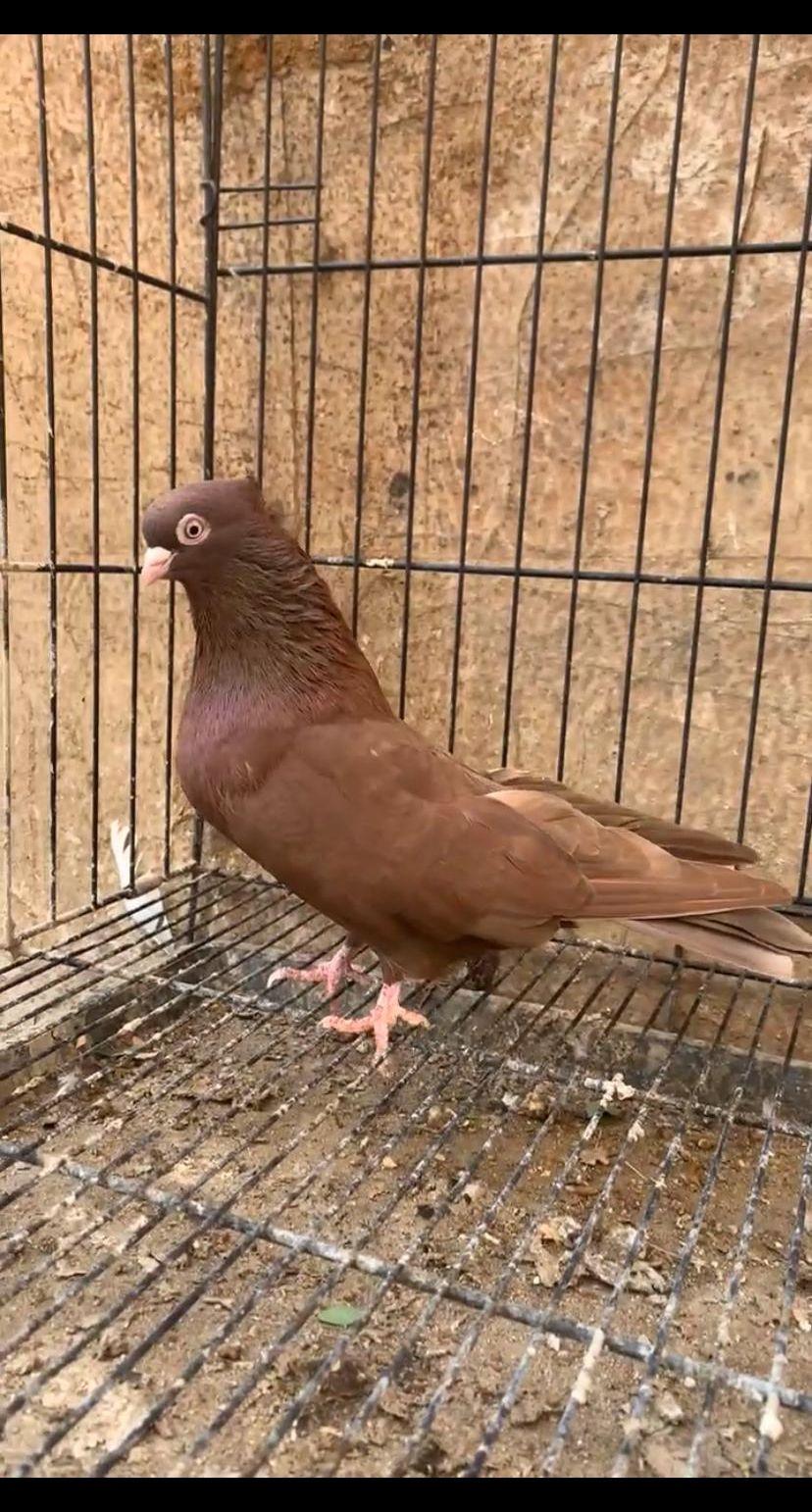 حمام ايراني