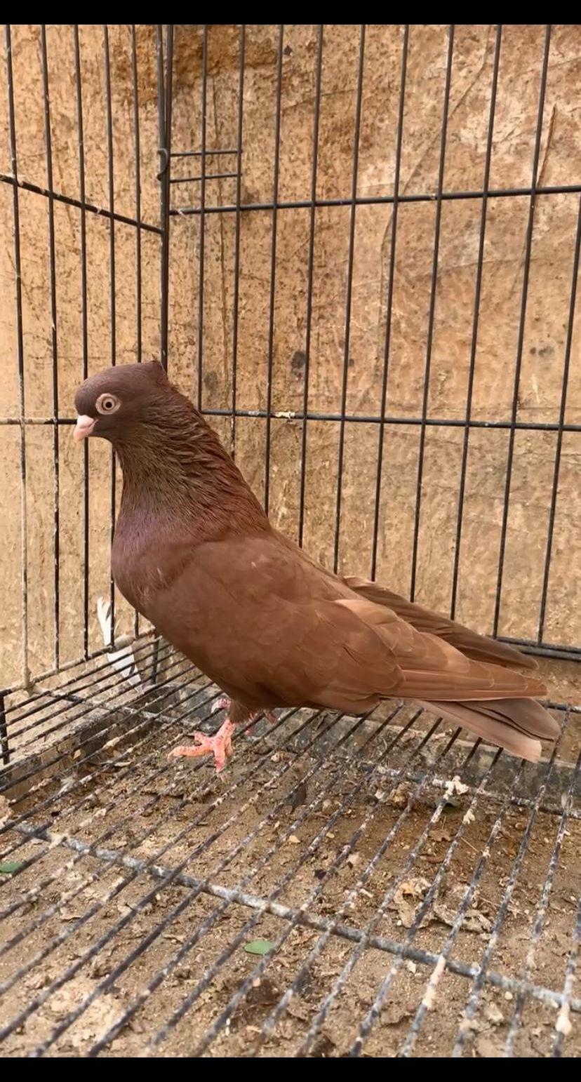 حمام ايراني