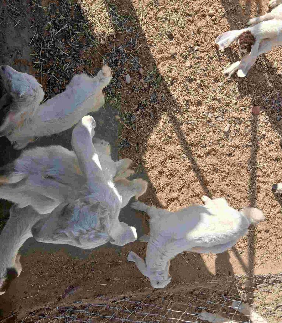للبيع معزا