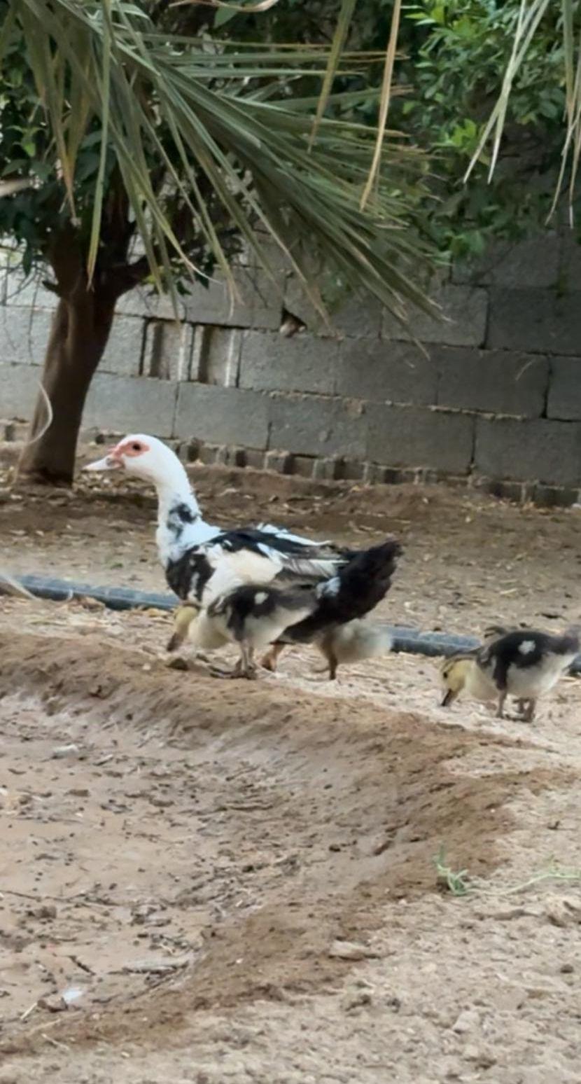 طقم بط مسكوفي