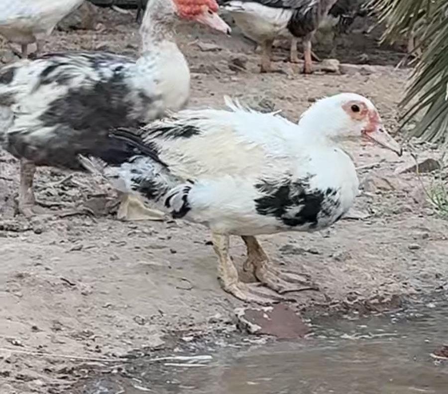 طقم بط مسكوفي