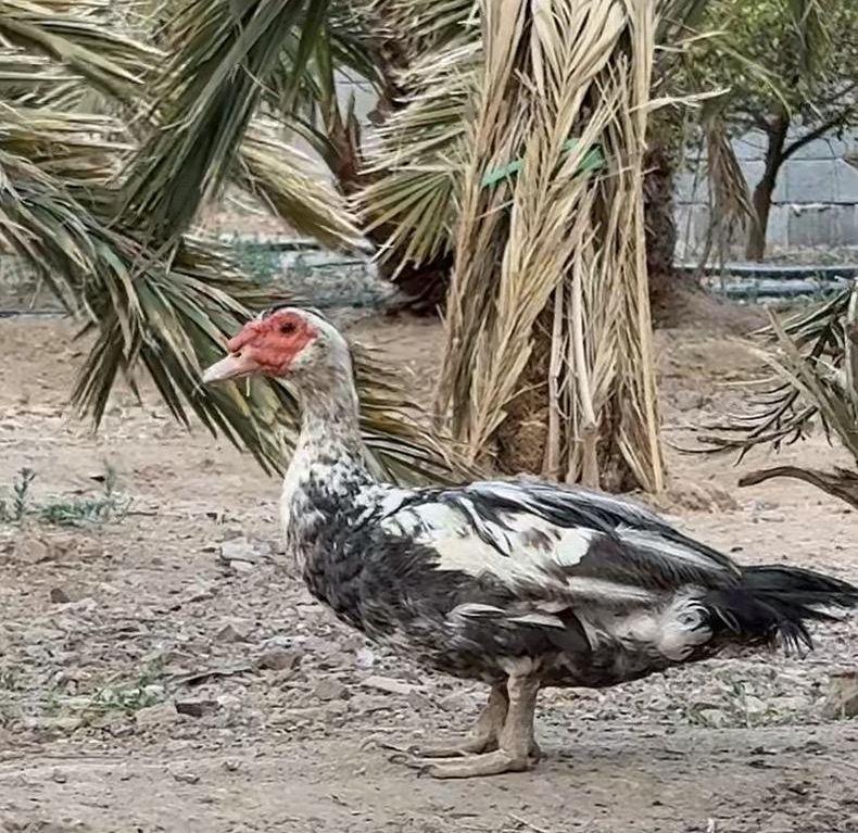طقم بط مسكوفي