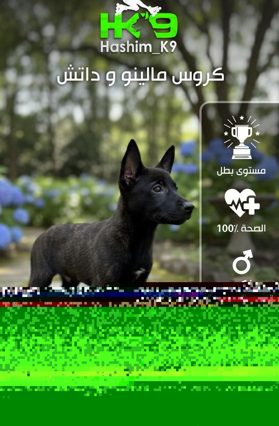 انثى مالينو