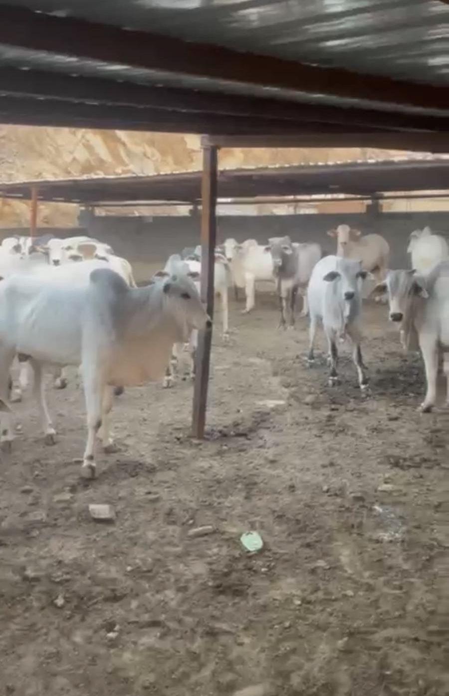 عجول برالزيلي وزان