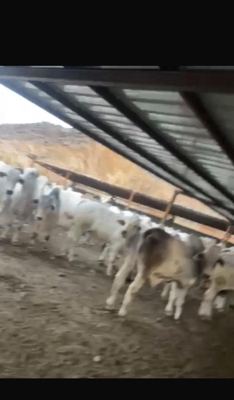 عجول برالزيلي وزان