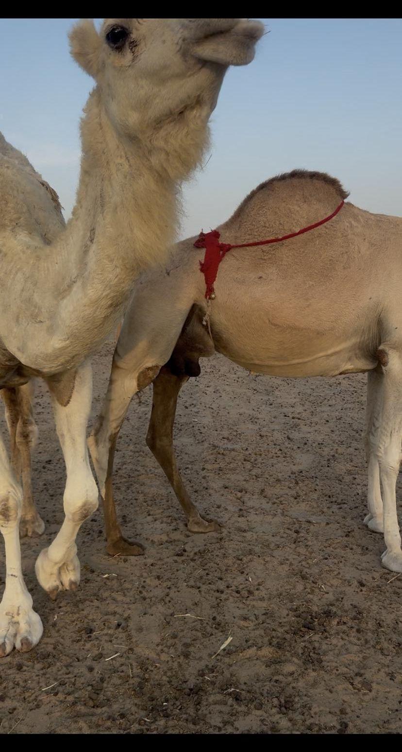 ناقتين شماليات