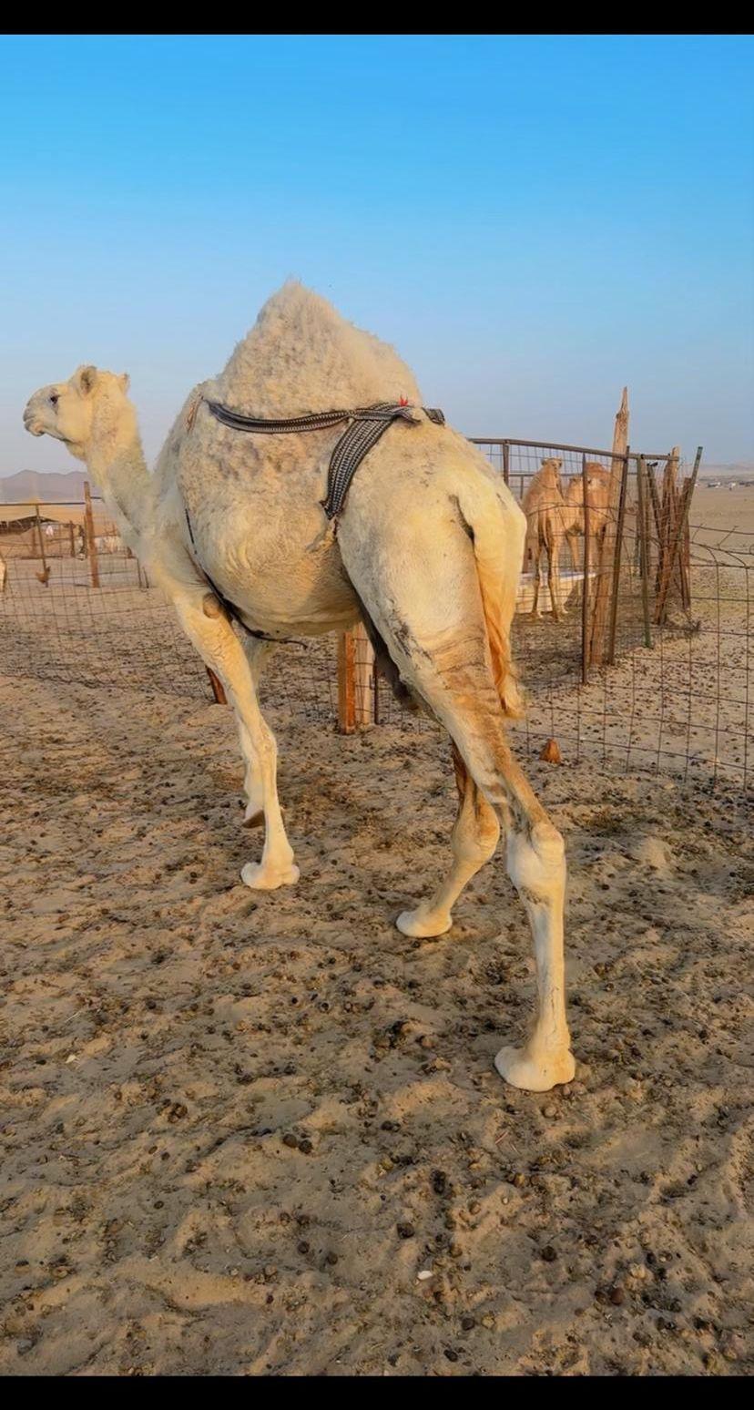 ناقتين شماليات