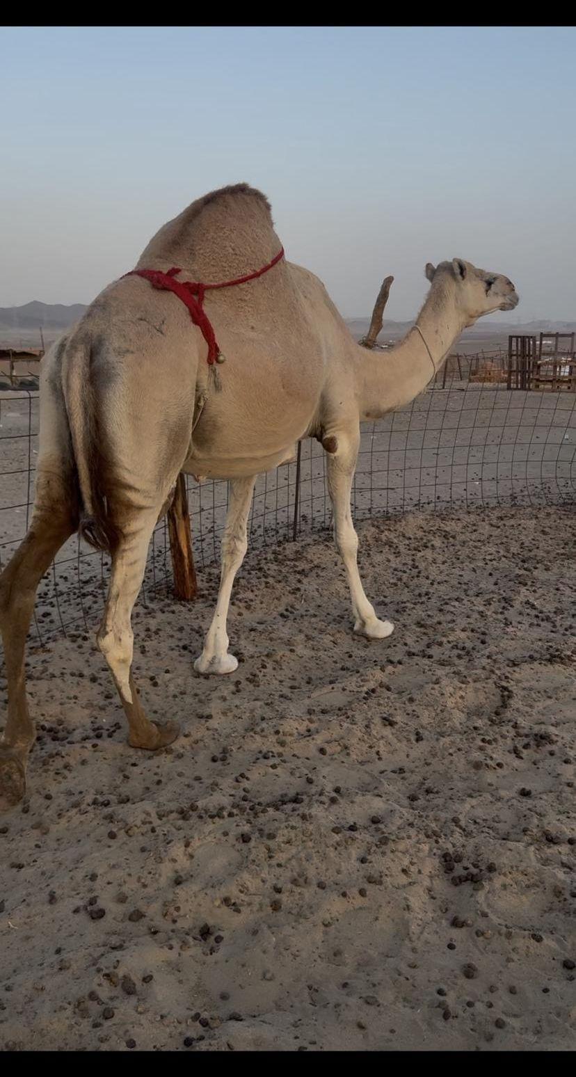 ناقتين شماليات