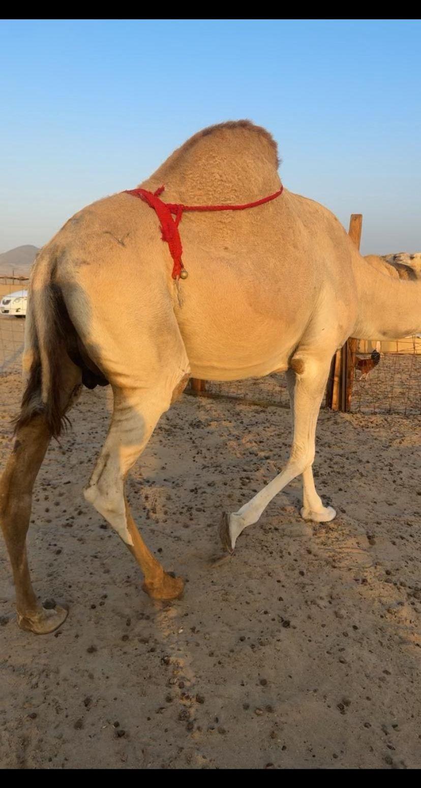 ناقتين شماليات