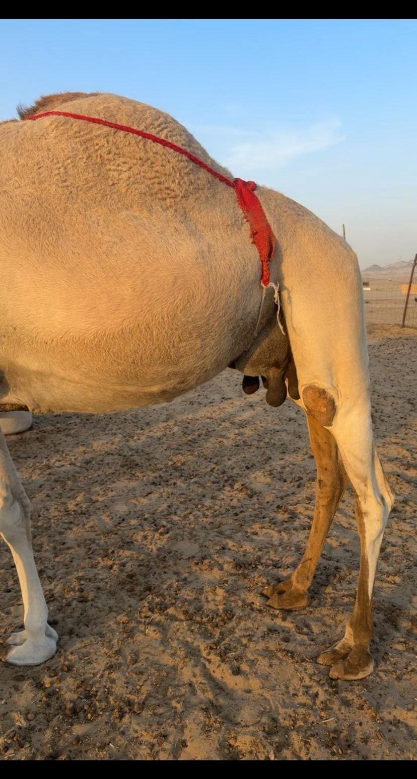 ناقتين شماليات