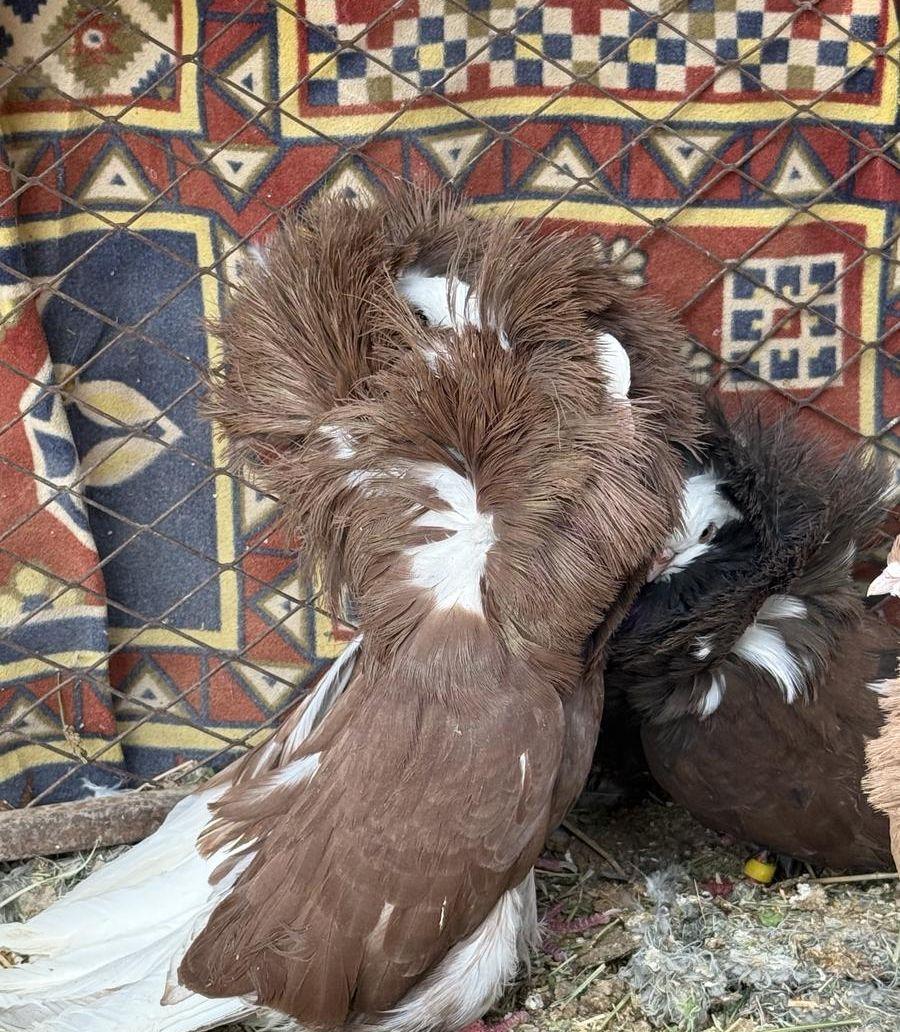 للبيع حمام بجيك