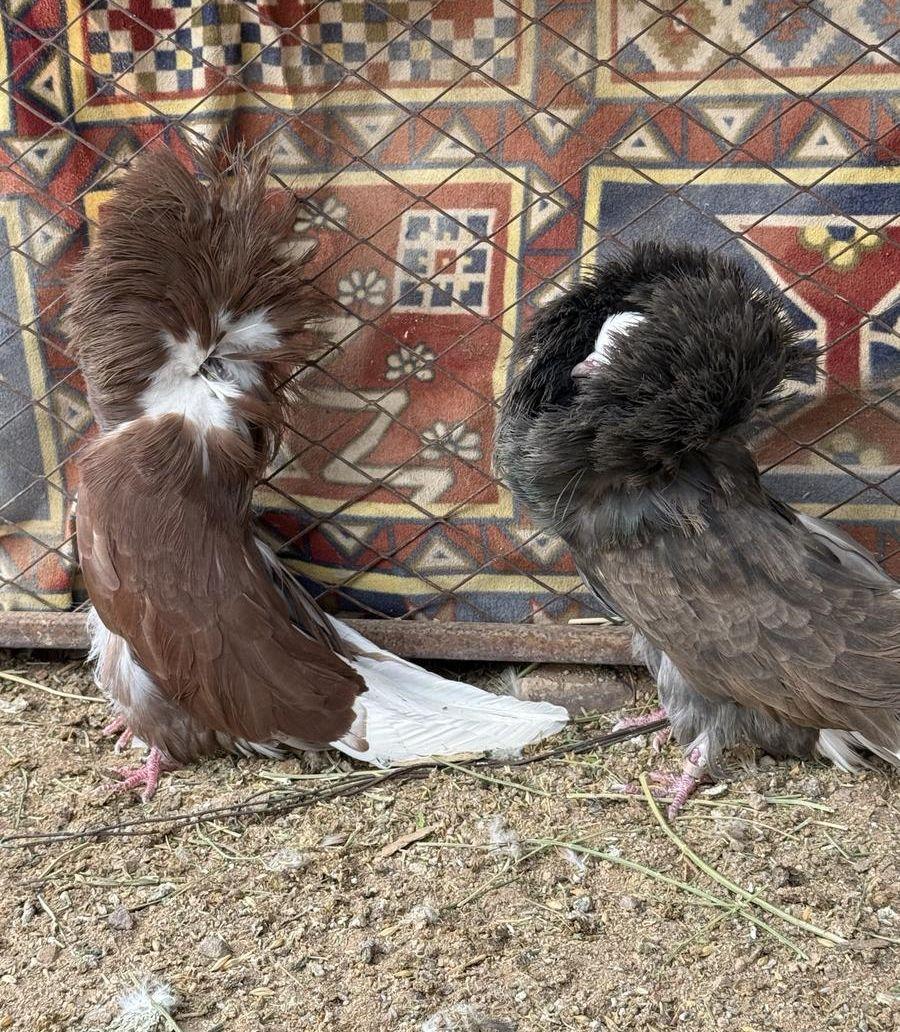 للبيع حمام بجيك