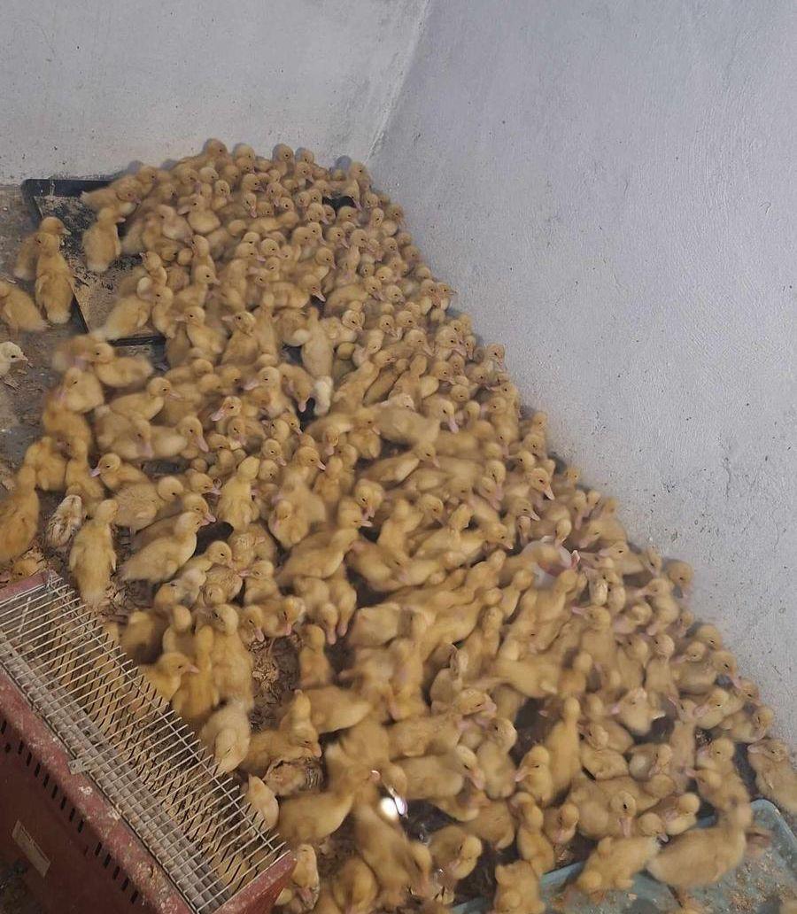 صوص بط