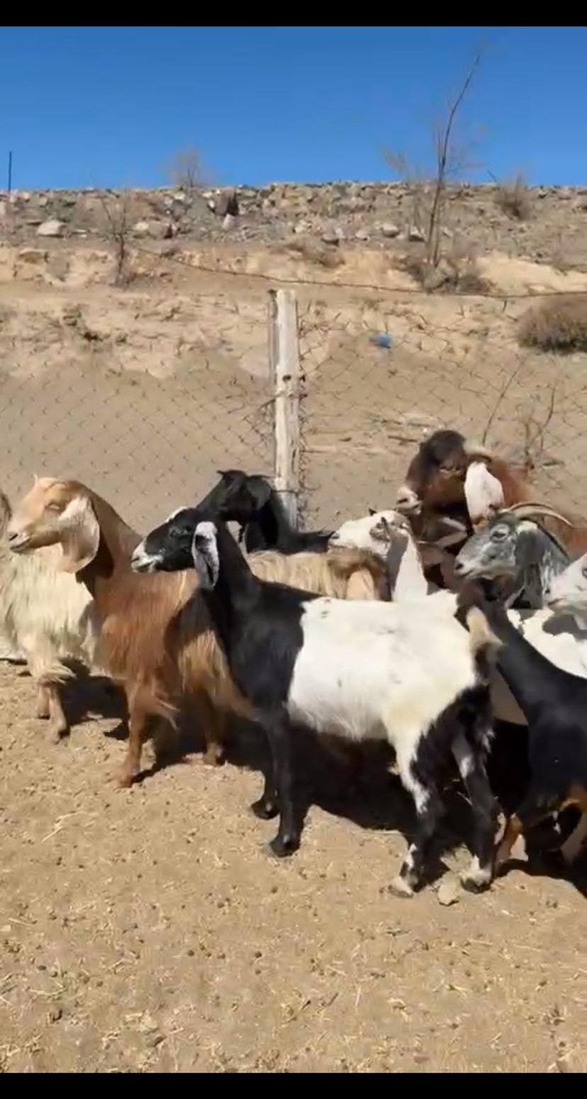 معزا دفيع ومشروطه