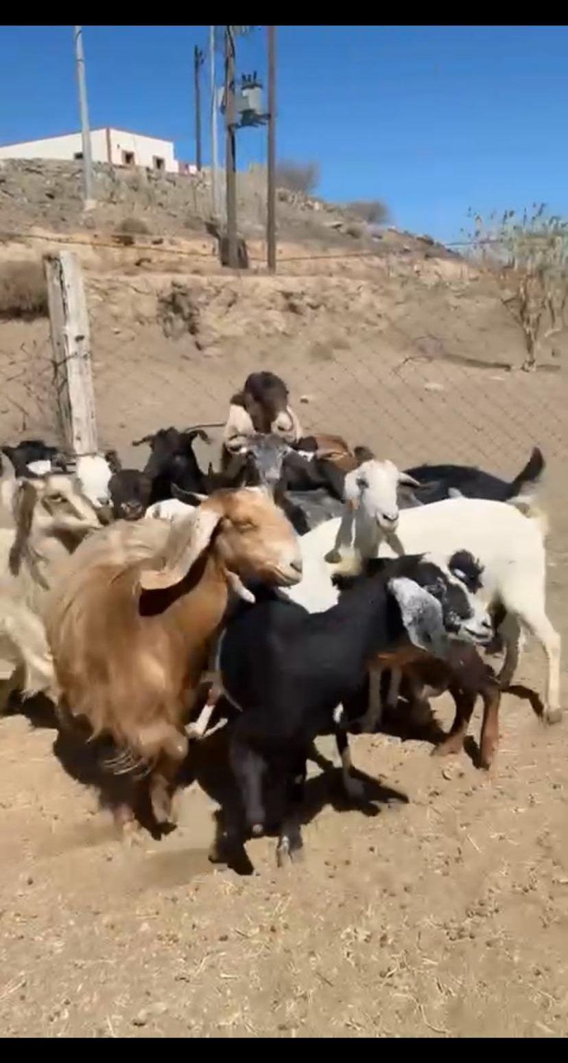 معزا دفيع ومشروطه