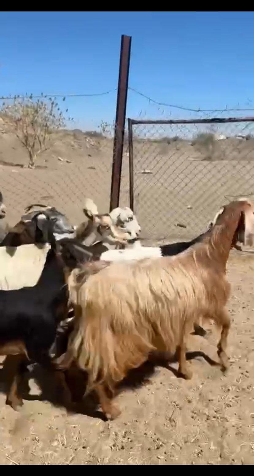 معزا دفيع ومشروطه
