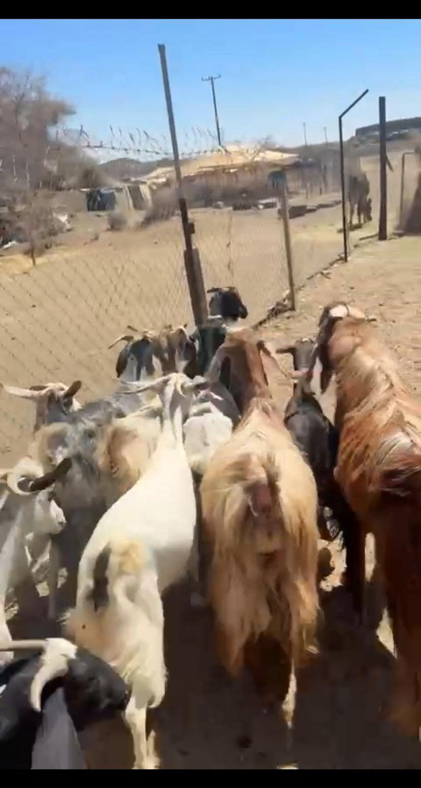 معزا دفيع ومشروطه