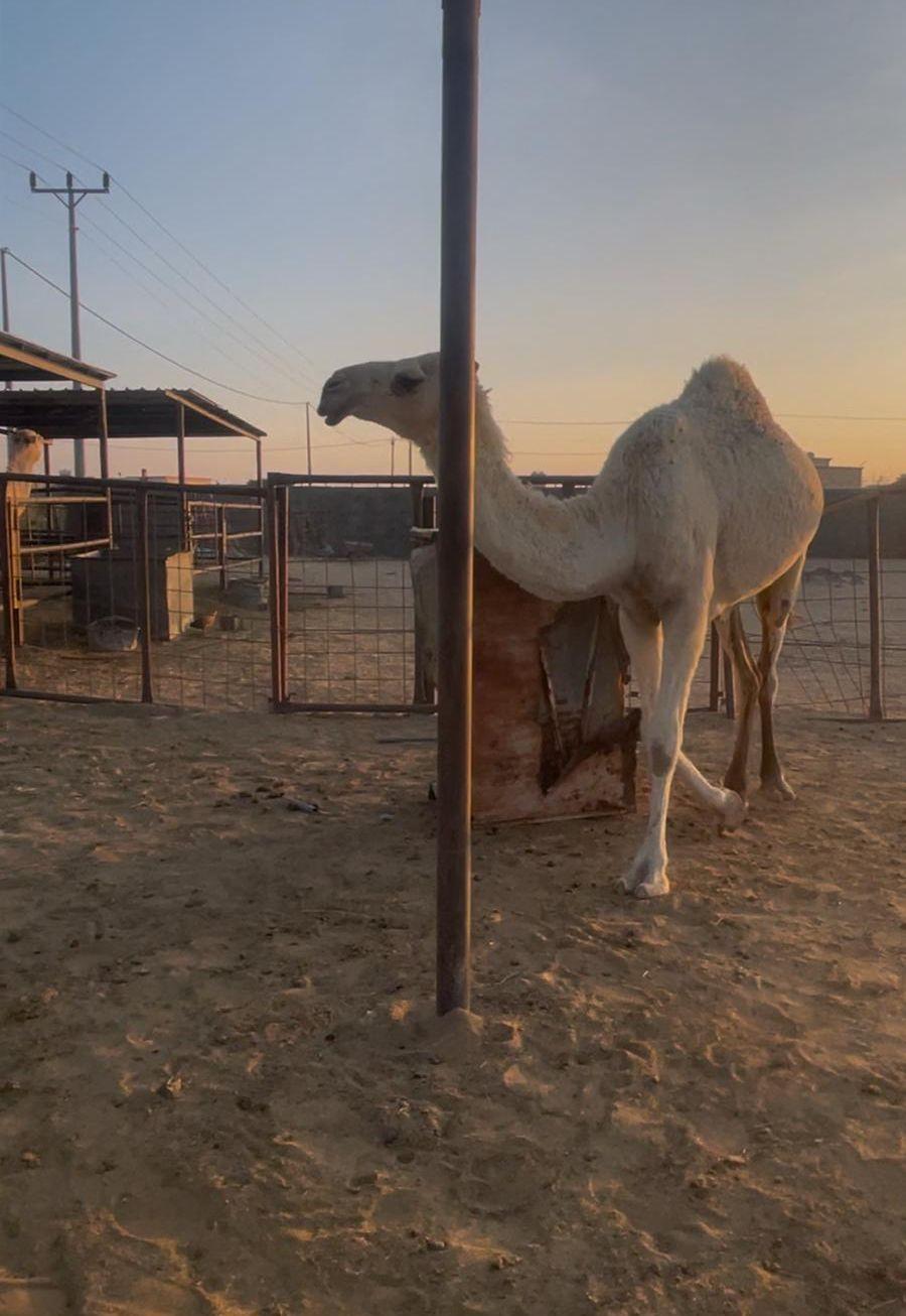 بكره لقيه