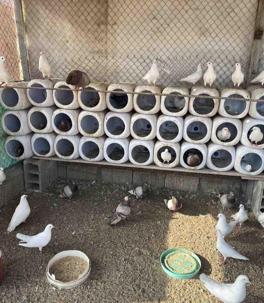 حمام فرنسي سوبر