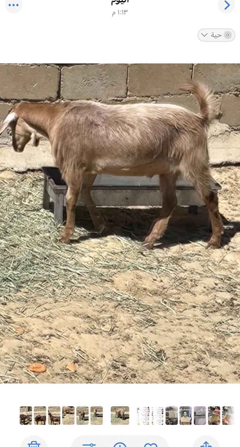 تيوس