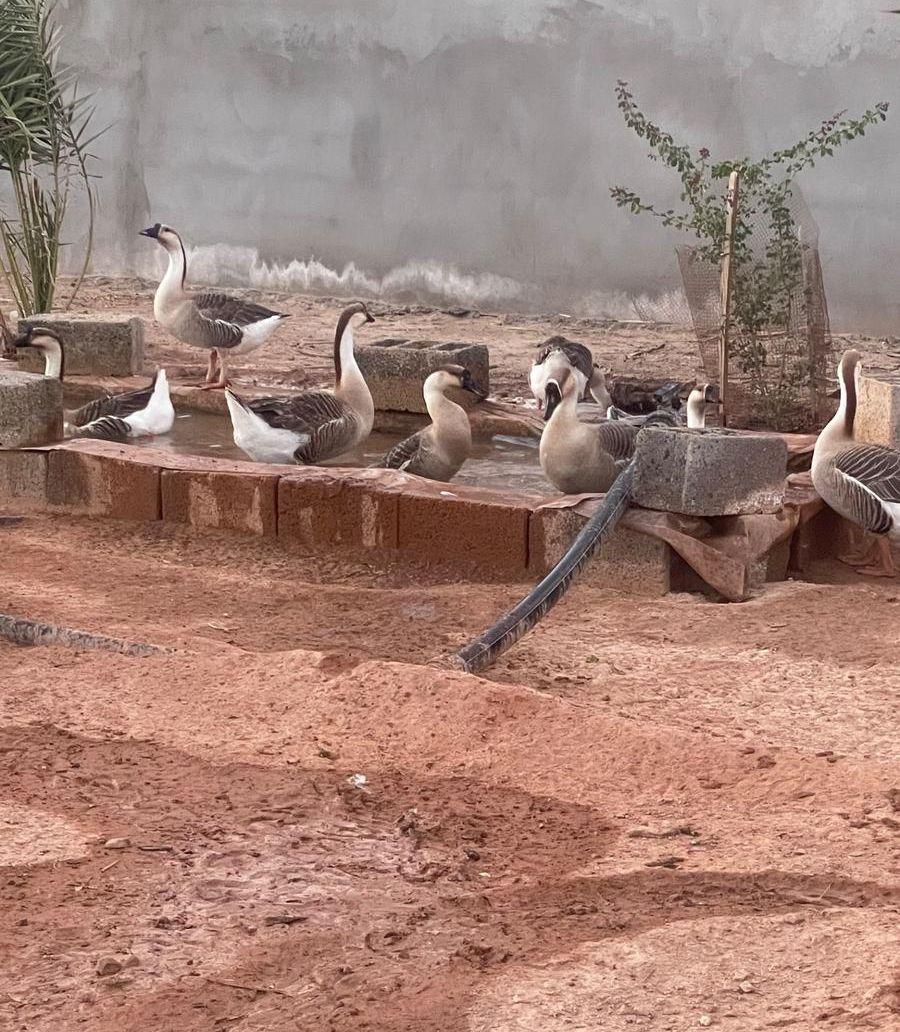 ورز عراقي