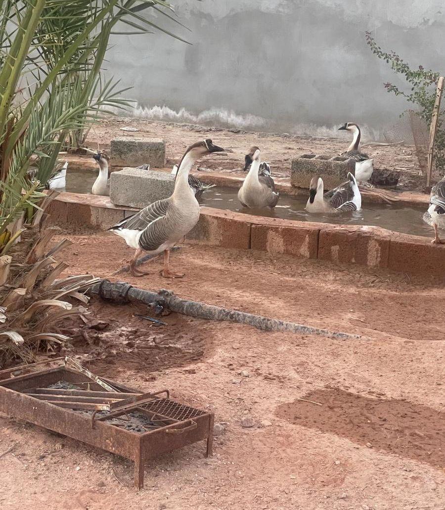 ورز عراقي