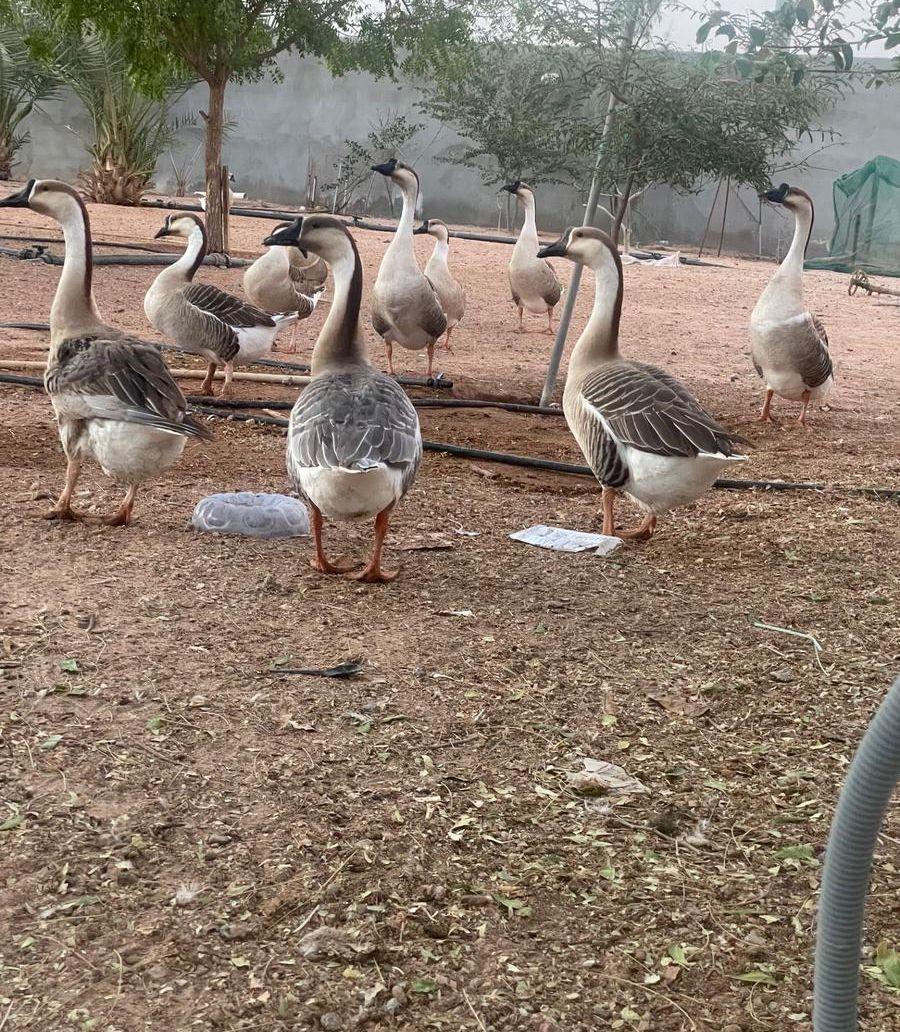 ورز عراقي