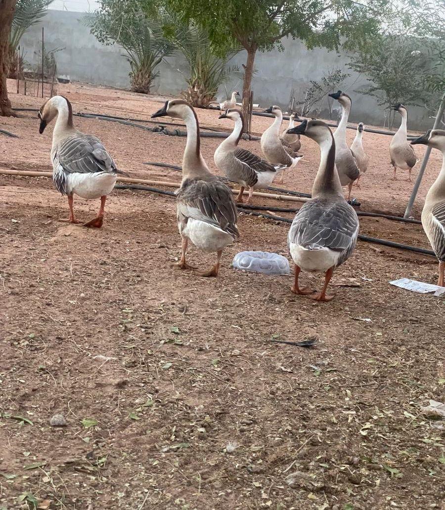 ورز عراقي