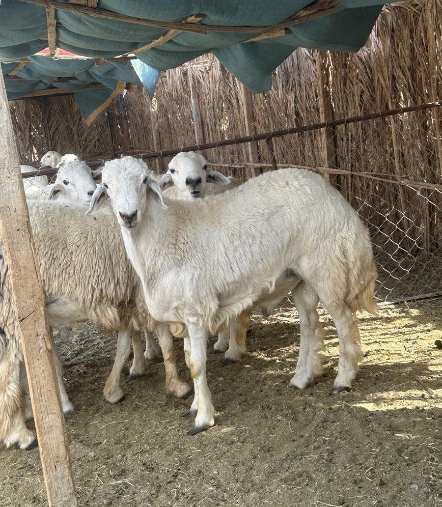طليان وسواكن